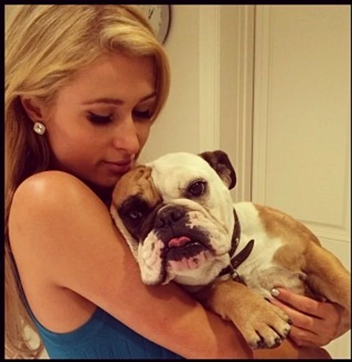 
    Paris îl adoră mult pe bulldog, unul dintre căţeii eiFoto: Hepta  