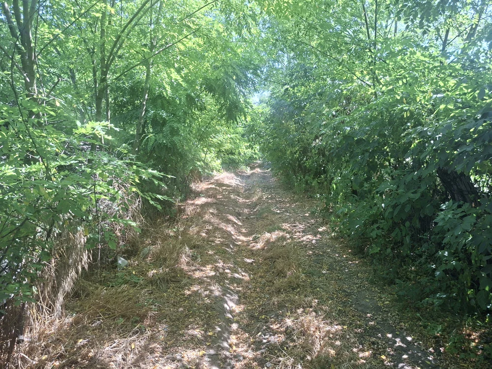 tuneluri de vegetație