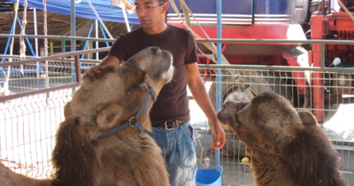 Suceava: O săptămână încărcată cu spectacole de circ la Suceava