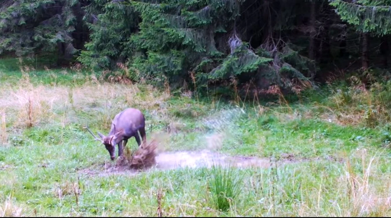 Parcului Naţional Piatra Craiului. Foto/video: Mircea Vergheleţ