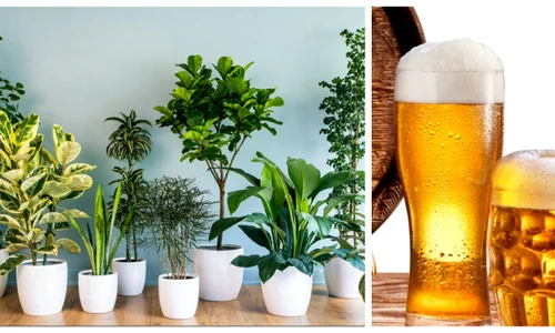 plante jpg