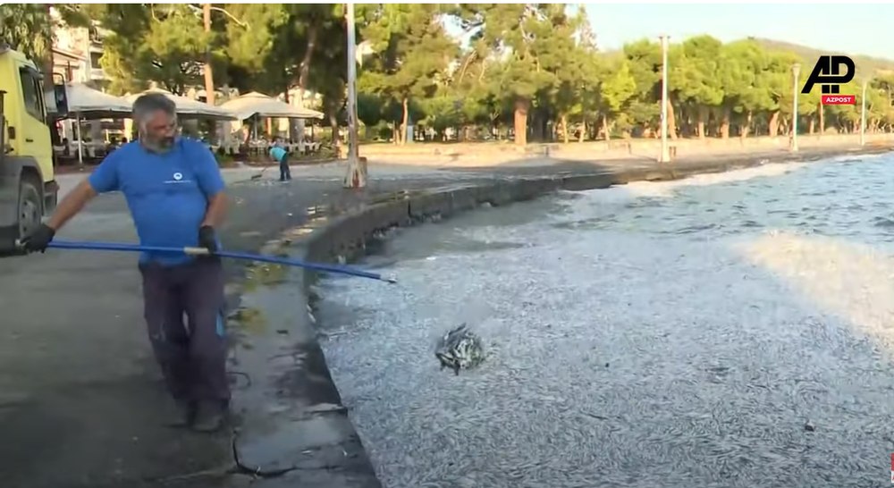 Sute de mii de peşti morţi au acoperit apele unui port turistic din Grecia în urma inundaţiilor