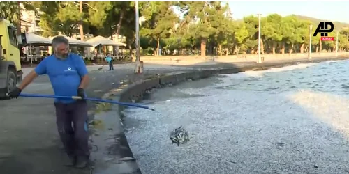 Pesti morti VOLOS captura AP png
