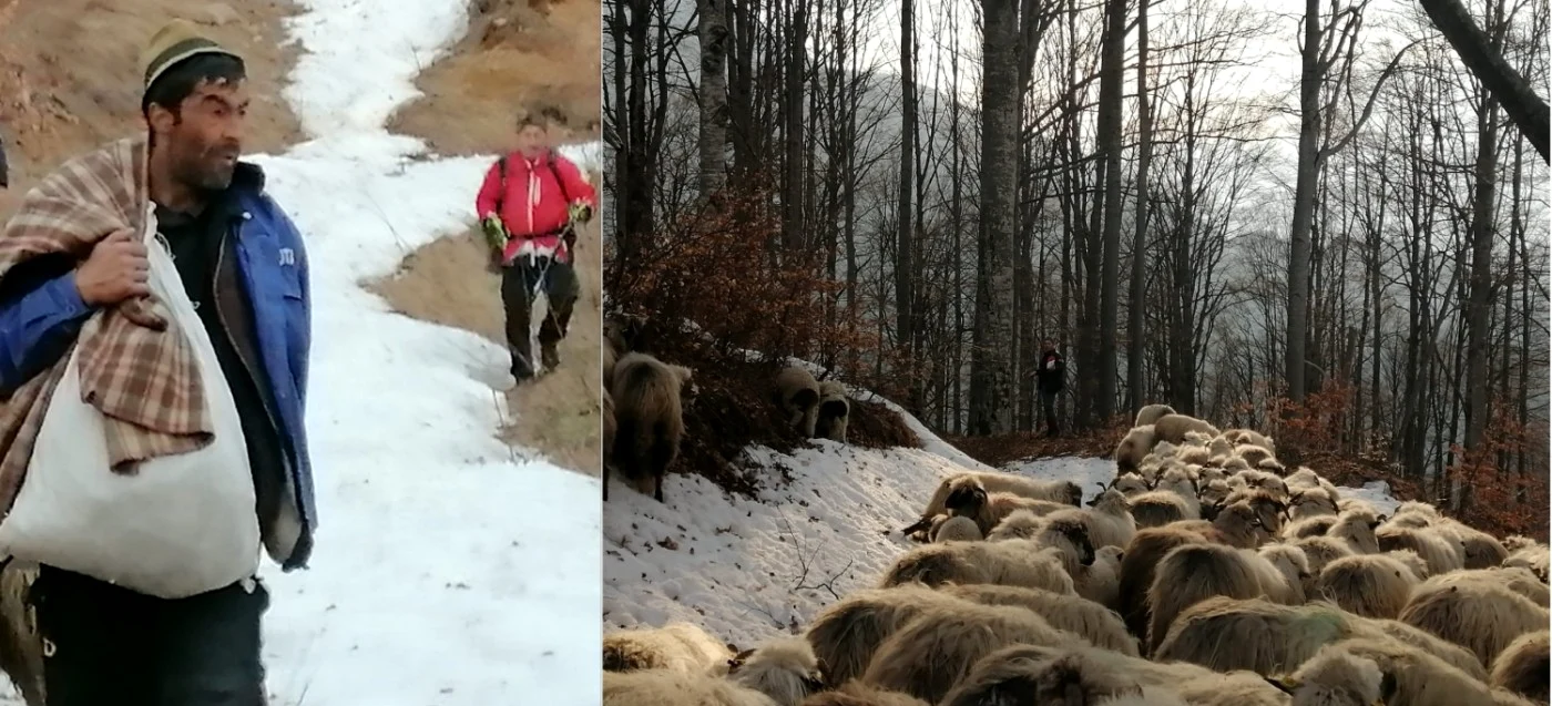 Ciobanul care a rămas cu turma de oi înzăpezit în Munţii Căpăţânii - Vâlcea Foto Salvamont