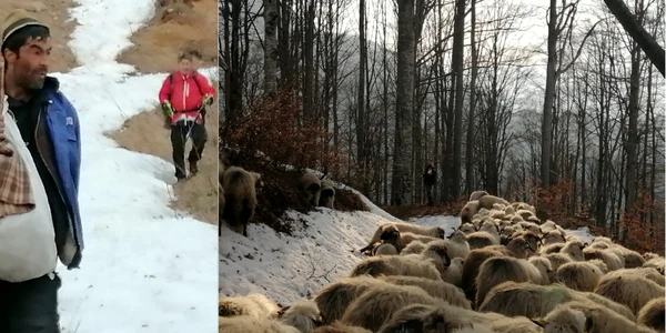 Ciobanul care a rămas cu turma de oi înzăpezit în Munţii Căpăţânii - Vâlcea Foto Salvamont