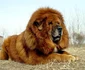5 tibetan mastiff jpg jpeg