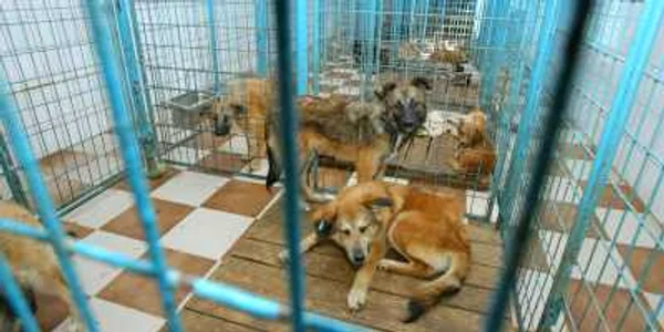 În sectorul 2 continuă sterilizarea câinilor comunitari