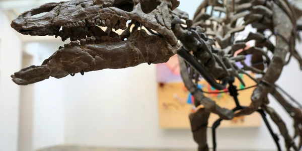 Camptosaurus profimedia 0806209680 jpg