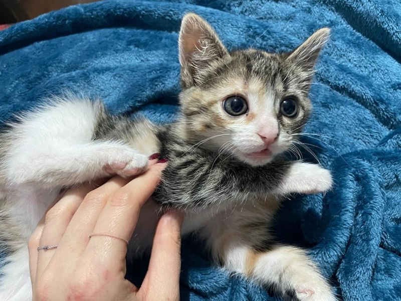 Soarta animalelor abandonate stă în mâinile noastre – Iată cum poți ajuta!