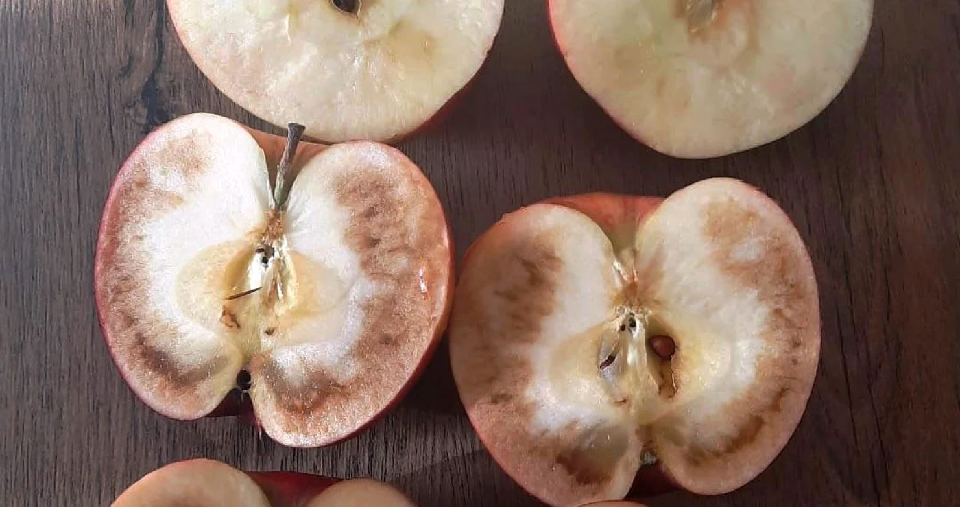 Când apare fenomenul de pufare a merelor? FOTO: Crăiţa Merelor