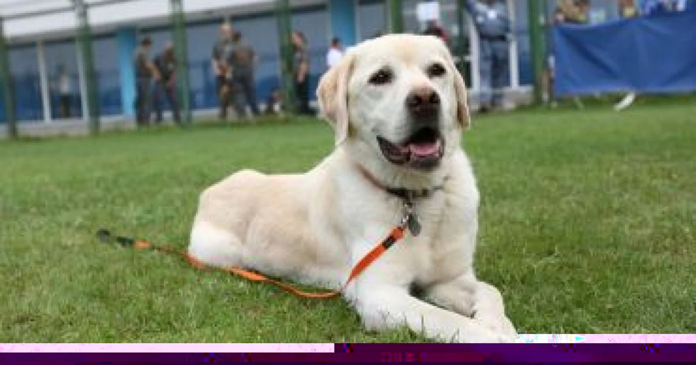 Craiova: Animalele sunt răpuse de caniculă!
