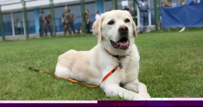 Craiova: Animalele sunt răpuse de caniculă!