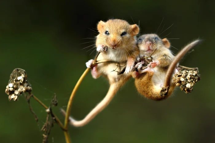 Şoriceii zâmbesc chiar dacă au rămas fără adăpost