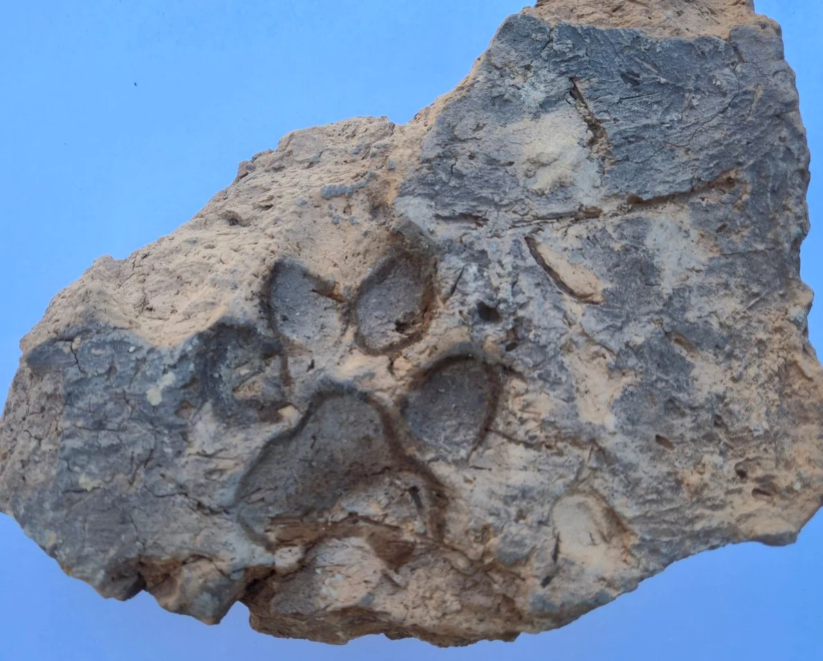 Amprenta unui câine, descoperită într-o cărămidă din situl Tavşanlı Höyük