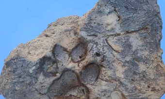 Amprenta unui câine, descoperită într-o cărămidă din situl Tavşanlı Höyük
