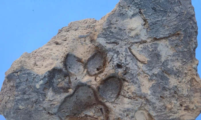 Amprenta unui câine, descoperită într-o cărămidă din situl Tavşanlı Höyük