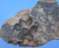 Amprenta unui câine, descoperită într-o cărămidă din situl Tavşanlı Höyük