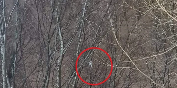 pisica luna scheia suceava 