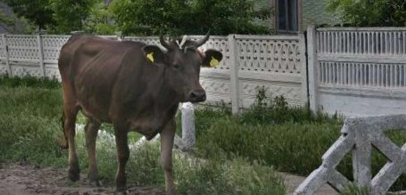 Crescătorii de animale pot depune cererile lor-imagine arhivă
