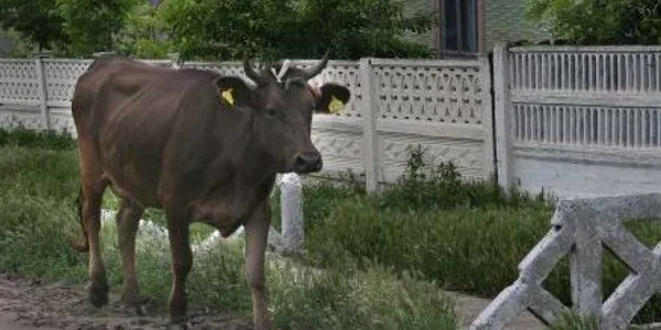 Crescătorii de animale pot depune cererile lor-imagine arhivă