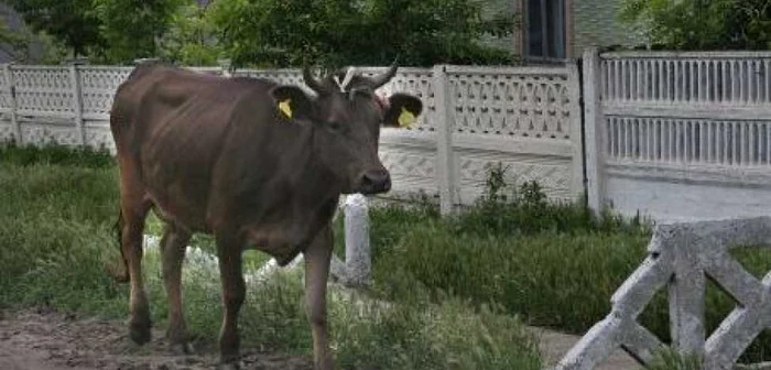Crescătorii de animale pot depune cererile lor-imagine arhivă