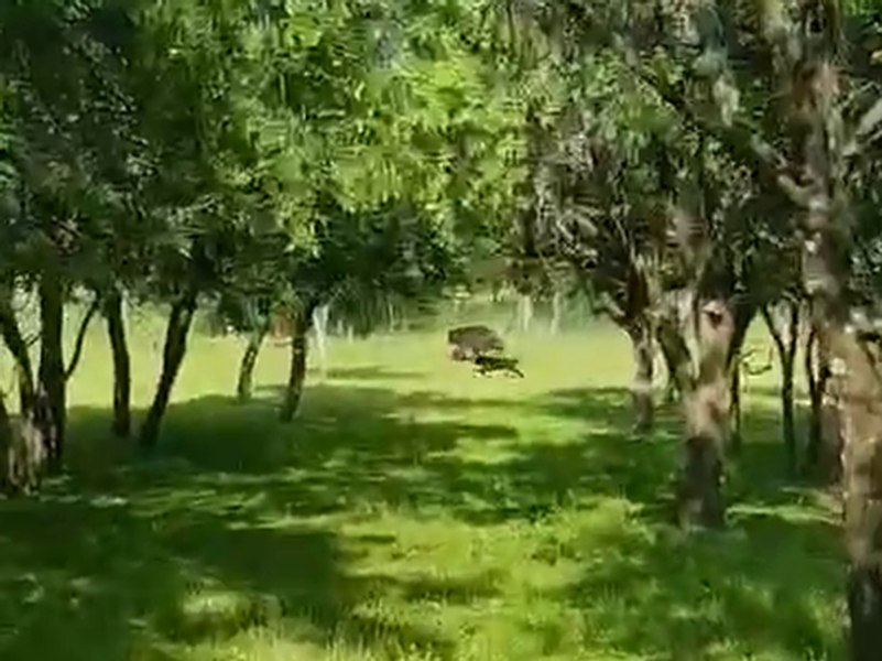 Gestul imprudent al unei femei la vederea ursului în propria grădină. „Mușcă-l, Ursulică!” VIDEO