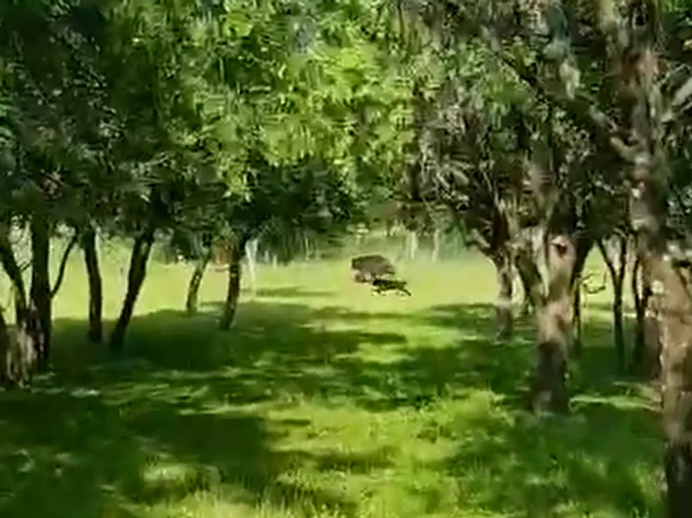 SURSA foto - video Genica Șenchiu