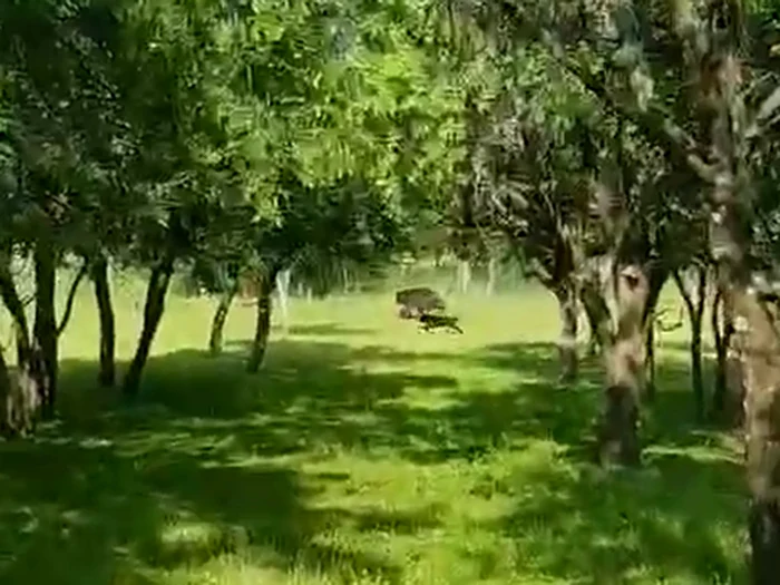 SURSA foto - video Genica Șenchiu