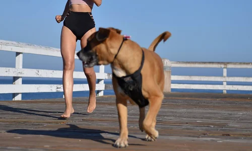Face jogging  cu Supai,  câinele ei  boxer metis  jpeg