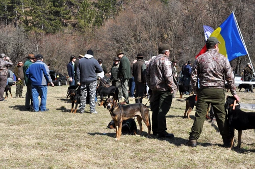 La Galda de Jos, în Alba, a fost în week-end un festival al câinilor. Foto: captură stirileprotv.ro