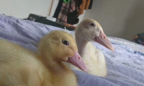 1 103570092 10158146126236224 2719923241619331266 o jpg jpeg