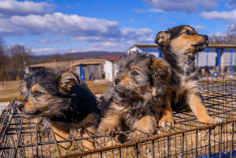 Târg de adopţii, sâmbătă şi duminică, pe Insula Îngerilor de pe Lacul Morii