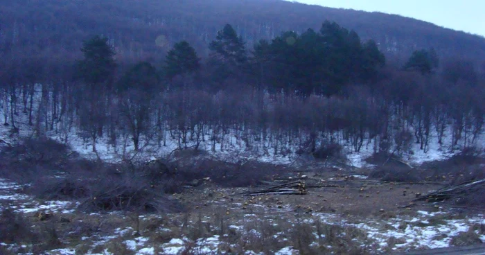 Aşa arată zona despre care primarul Radu Abrudan spune că nu ştia că e pădure în acte. FOTO: Adevărul