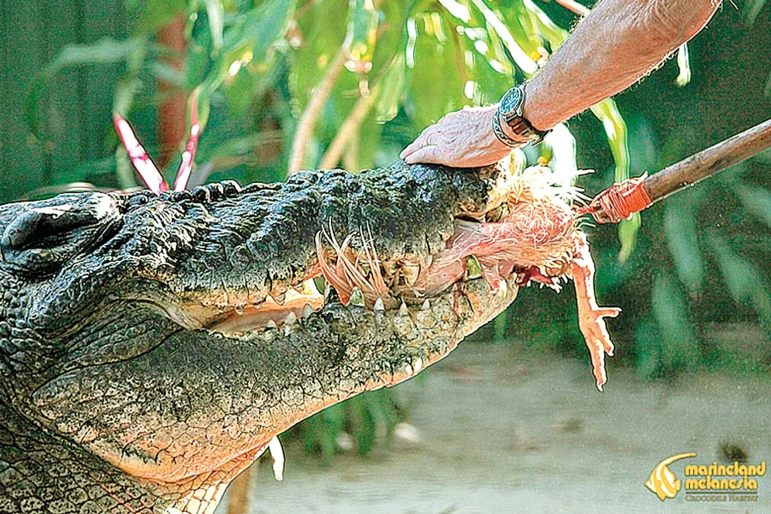 crocodil