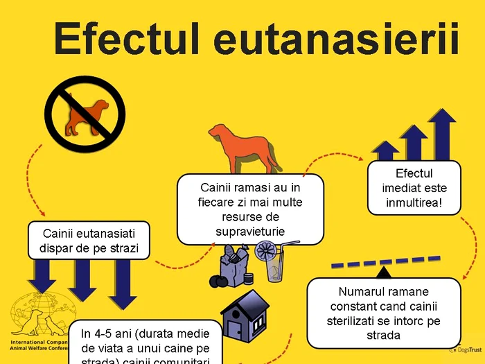 Schema efectelor eutanasierii câinilor