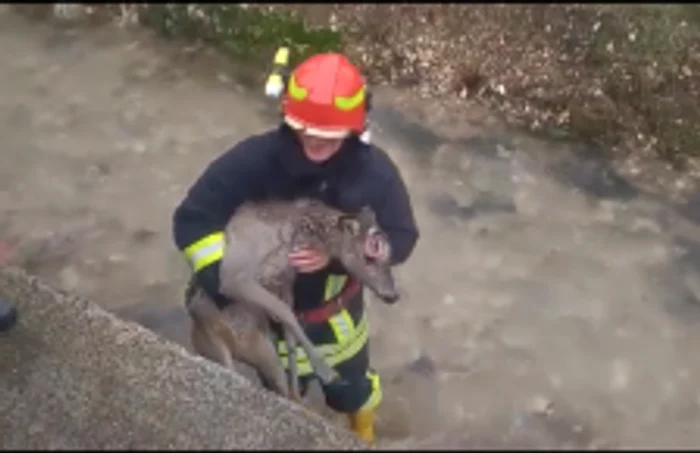 Un pui de căprioară a fost salvat de pompierii braşoveni din râul Bârsa  Foto: Captură IGSU