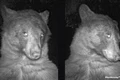 wild bear selfie Colorado  jpg