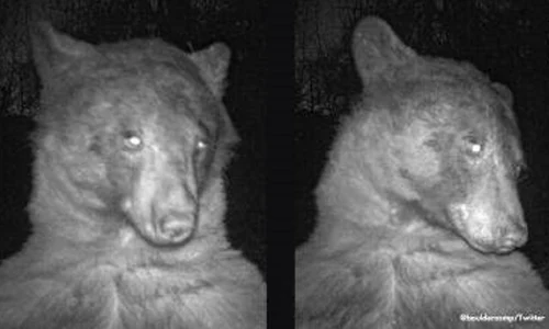 wild bear selfie Colorado  jpg
