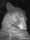 wild bear selfie Colorado  jpg