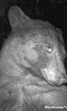 wild bear selfie Colorado  jpg