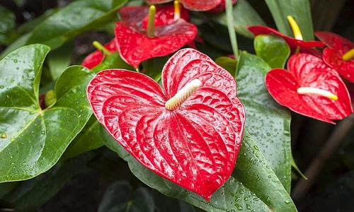 1 79326 original jpg jpeg