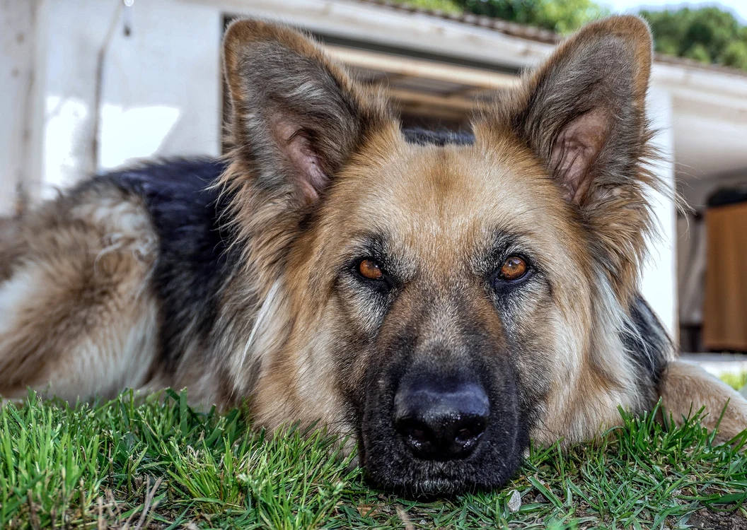 1 dog 3428575 1920 jpg jpeg