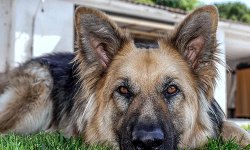 1 dog 3428575 1920 jpg jpeg
