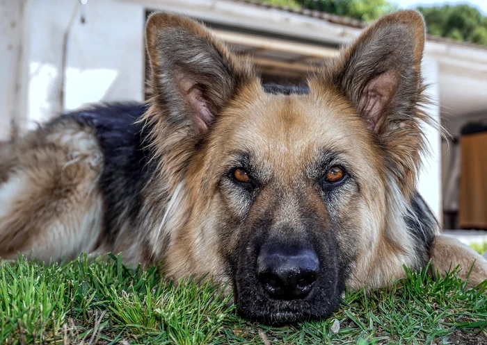 1 dog 3428575 1920 jpg jpeg