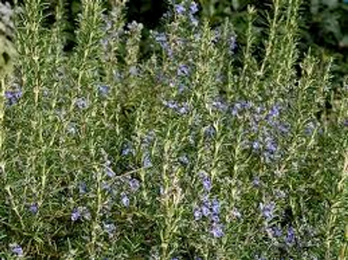 
    Scaiul-vânăt combate tusea  excesivă și sporește imunitateaSursa foto : Adevărul .ro jpg  