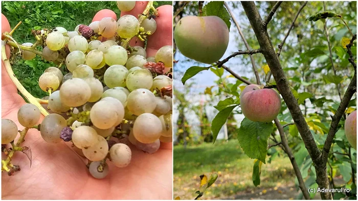 Fructe de toamnă. Foto: Daniel Guță