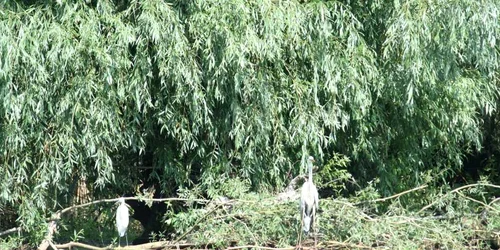 Mirificul peisaj al deltei, invită turiştii
