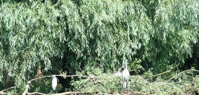 Mirificul peisaj al deltei cheamă turiştii