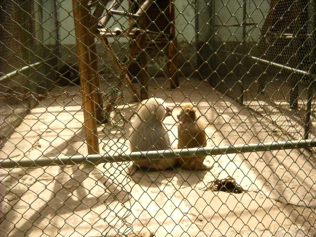 zoo barlad