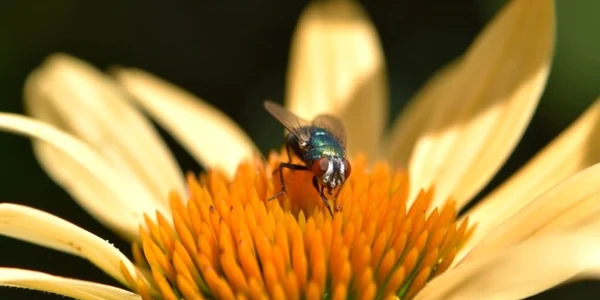 musca foto pixabay